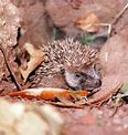 Image result for Life Cycle of a Hedgehog for Kids PNG