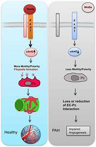 Image result for Cell Circuit Symbol Polarity