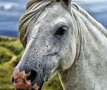 Image result for Horse Head Wallpaper