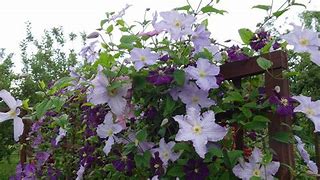 Image result for Clematis Blekitny aniol