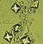 Image result for Glitter Cells