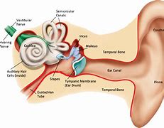 Image result for Ear Canal Papilloma