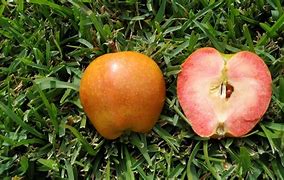 Image result for Orange Flesh Apple Malus