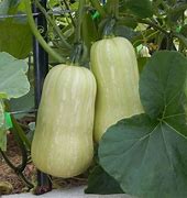 Image result for Green Winter Squash Varieties