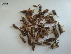 Image result for Dry Crickets