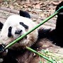 Image result for Giant Panda On a Bamboo Limb