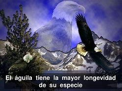 Image result for aguilolla