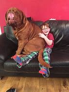 Image result for Mastiff Next to Person