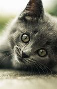 Image result for Cute Grey Cat Wallpapers
