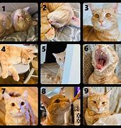 Image result for Cat Mood Pictures