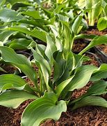 Hosta Harry Van Trier [J.S.] に対する画像結果