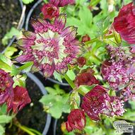 Image result for Astrantia Moulin Rouge ®