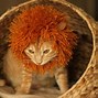 Image result for Costume Cat 1080X1080
