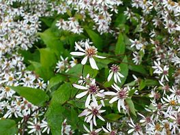 Image result for ASTER DIVARICATUS  BETH CHATTO