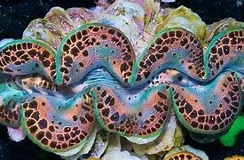 Image result for Teardrop Maxima Clam