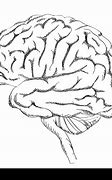 Image result for Human Brain Diagram Blank