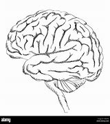 Image result for Anatomy Brain Drawing