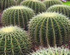 Image result for Cactus Screensaver