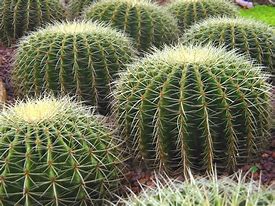 Image result for Different Types Cactus Plants