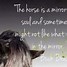 Image result for Horse Quotes Inspirational