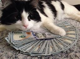 Image result for Money Funny Cat Memes