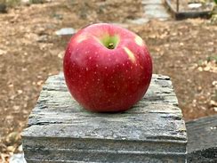 Image result for A Natural Apple
