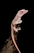 Image result for Albino Armadillo Lizard
