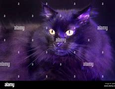 Image result for 4 Black Cat