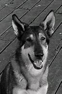 Image result for Hobo Dog Movie