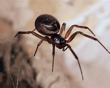 Image result for Harmless Spiders