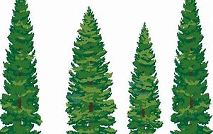 Image result for Pine Tree Vector Art