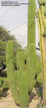 Image result for Argentine Saguaro