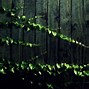 Image result for Green Plant Vine Wallpaper