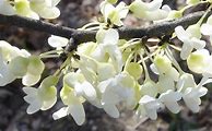 Cercis canadensis Texas White-साठीचा प्रतिमा निकाल