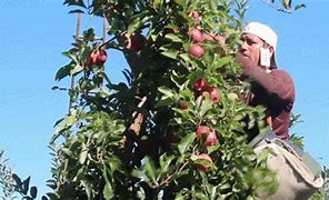 Image result for Small Apple Trees for Small Gardens