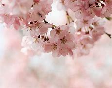 Image result for Cherry Blossom Wallpaper for Computer