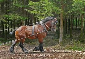 Image result for Solutre Horse