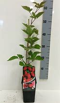 Image result for Rubus Loganbes