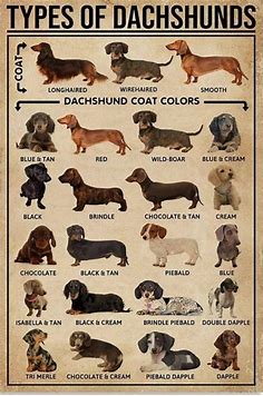 Types of Dachshunds : r/coolguides