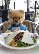 Image result for Pomeranian Dog Jiff Pom Owner