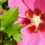 Image result for Hibiscus syriacus woodbridge