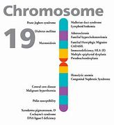 Image result for chromosom_19
