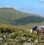 Image result for Brecon Beacons Snake