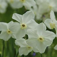 Bildergebnis für Narcissus Polar Ice