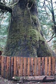 Image result for 9000 Year Old Spruce Tree