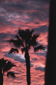 Image result for Red Palm Tree Wallpaper