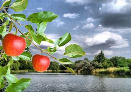 Image result for Summer Apples