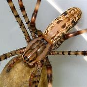 Image result for Cave Spider Baby