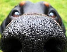 Image result for Dog Nose Meme