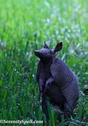 Image result for Cute Armadillo Realistic Background